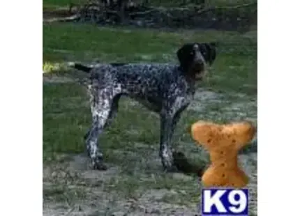 German Shorthaired Pointer